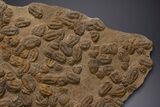 Mortality Plate Of Large Asaphid Trilobites - Museum Display #322786-2